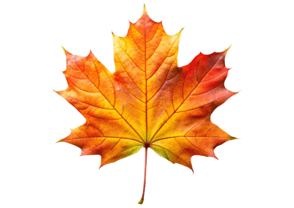 3D Maple Leaf Sign Emoji Icon Watercolor