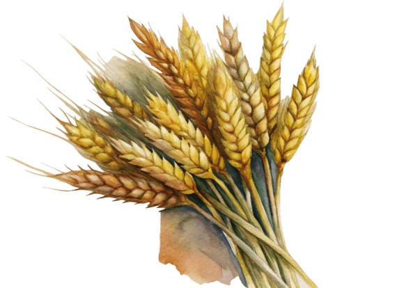 Discover the Versatility of 3D Sheaf of Wheat in Engraving Style PNG