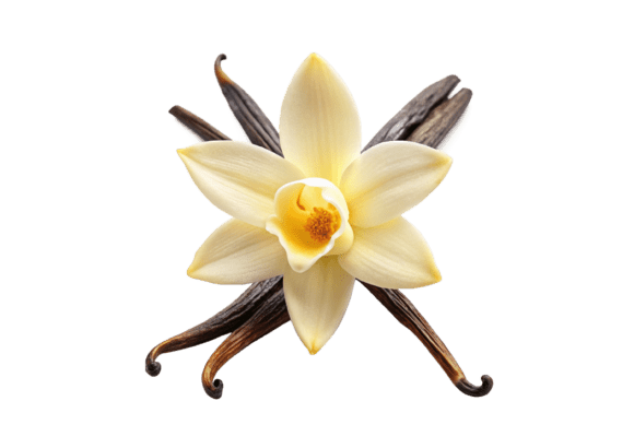 Unlocking Creativity and Professionalism with PNG Realistic Vanilla 3D Icons